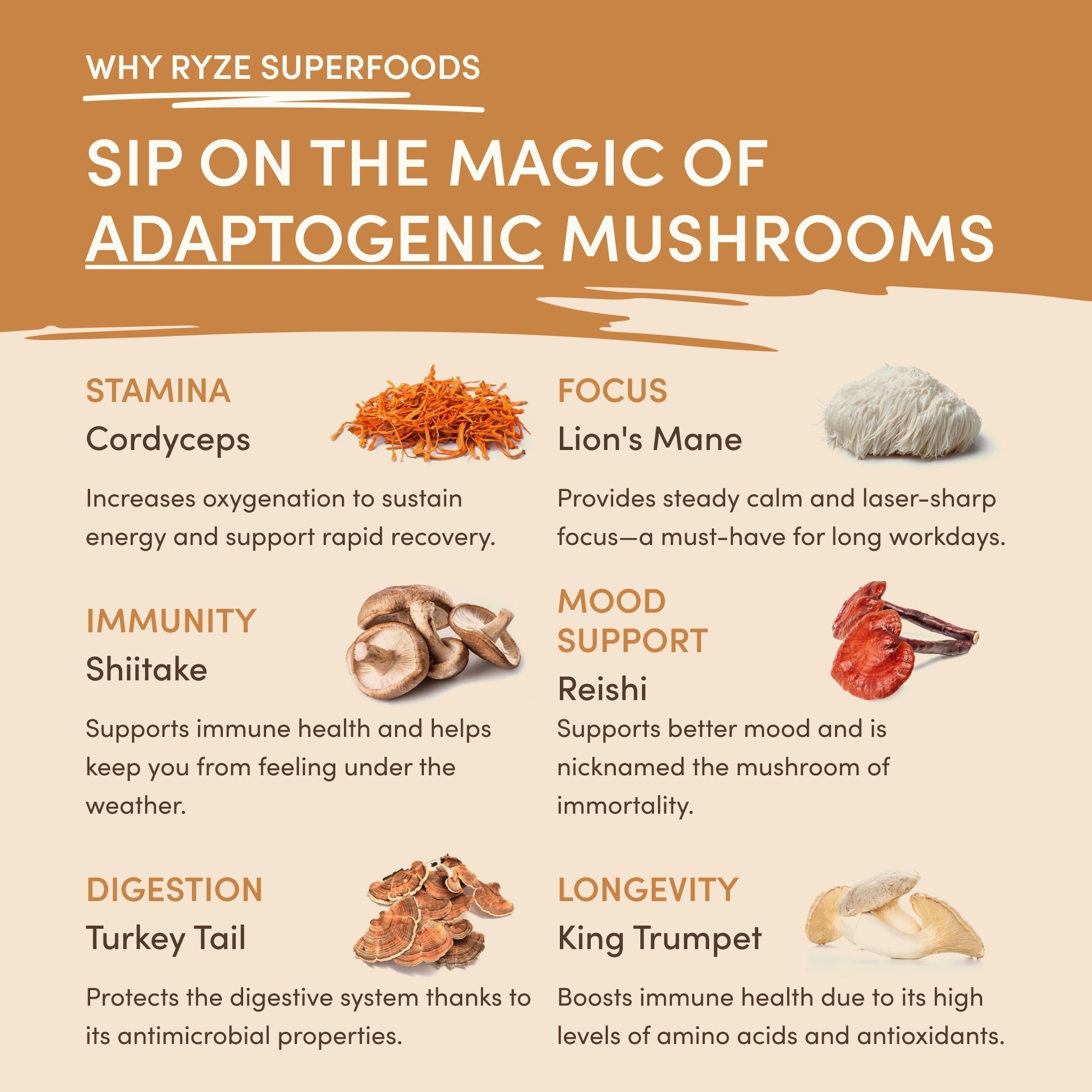 Mushroom Overnight Oats (14 Servings) - Modern Coffee Ritual
