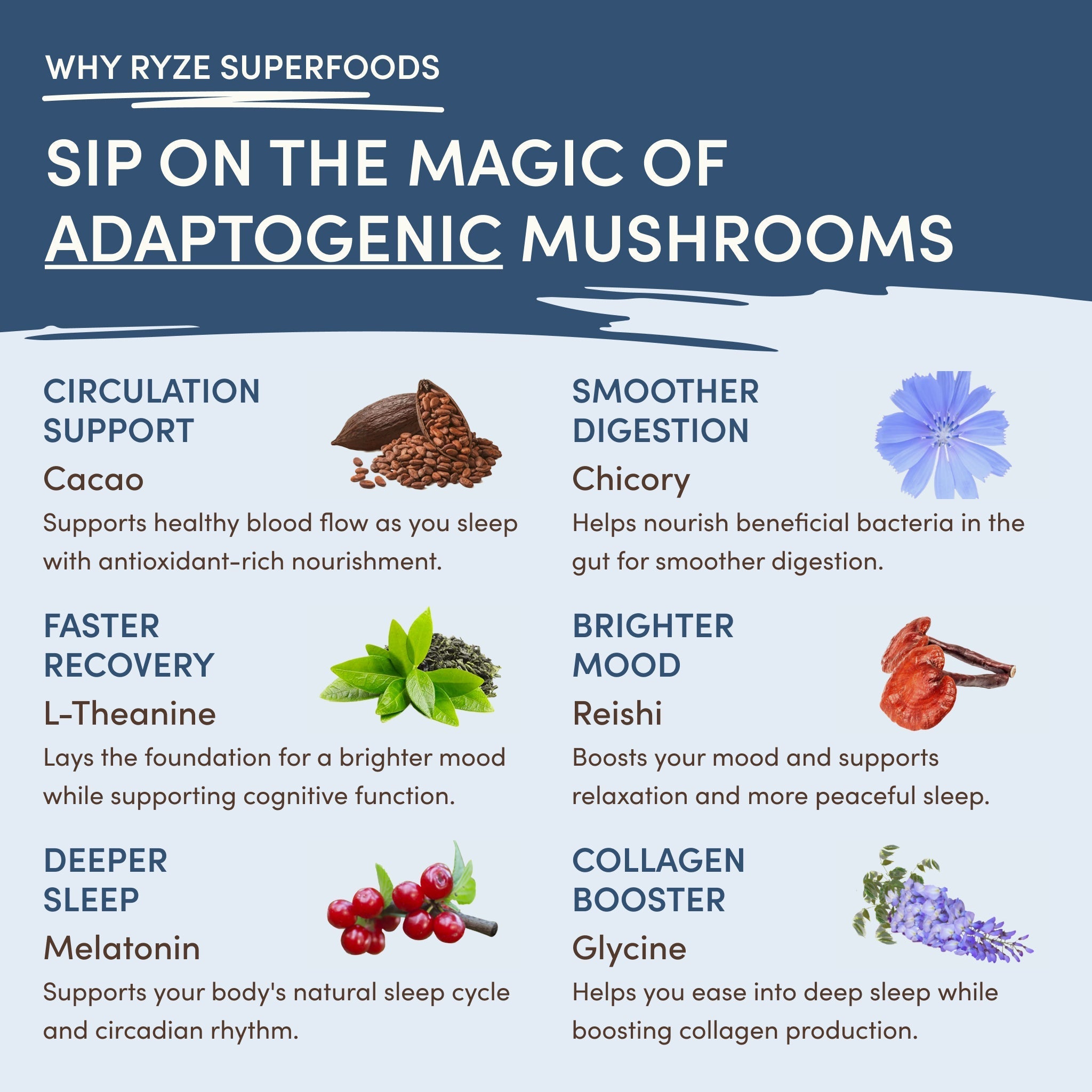 Mushroom Hot Cocoa (20 servings) - Superfood Coffee Blend