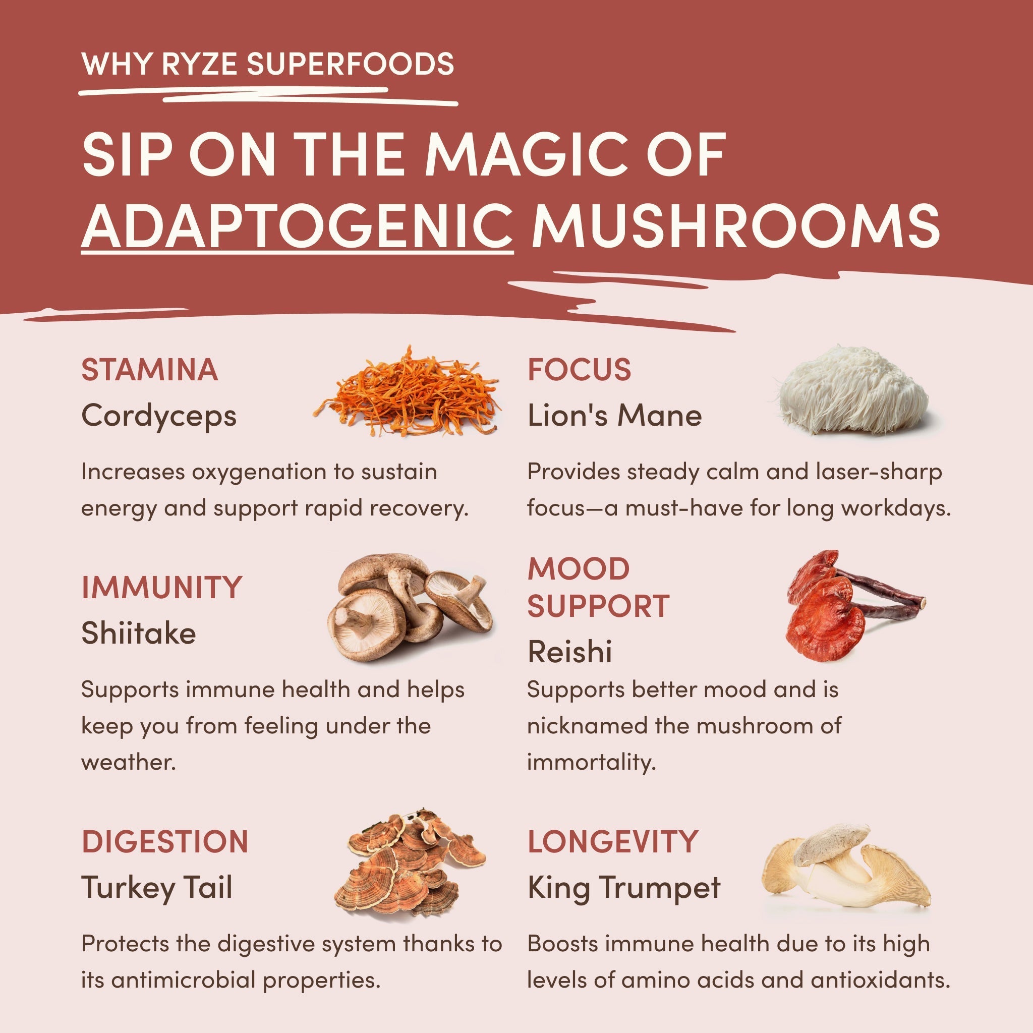 Mushroom Chicory (30 Servings) - Easy Daily Coffee