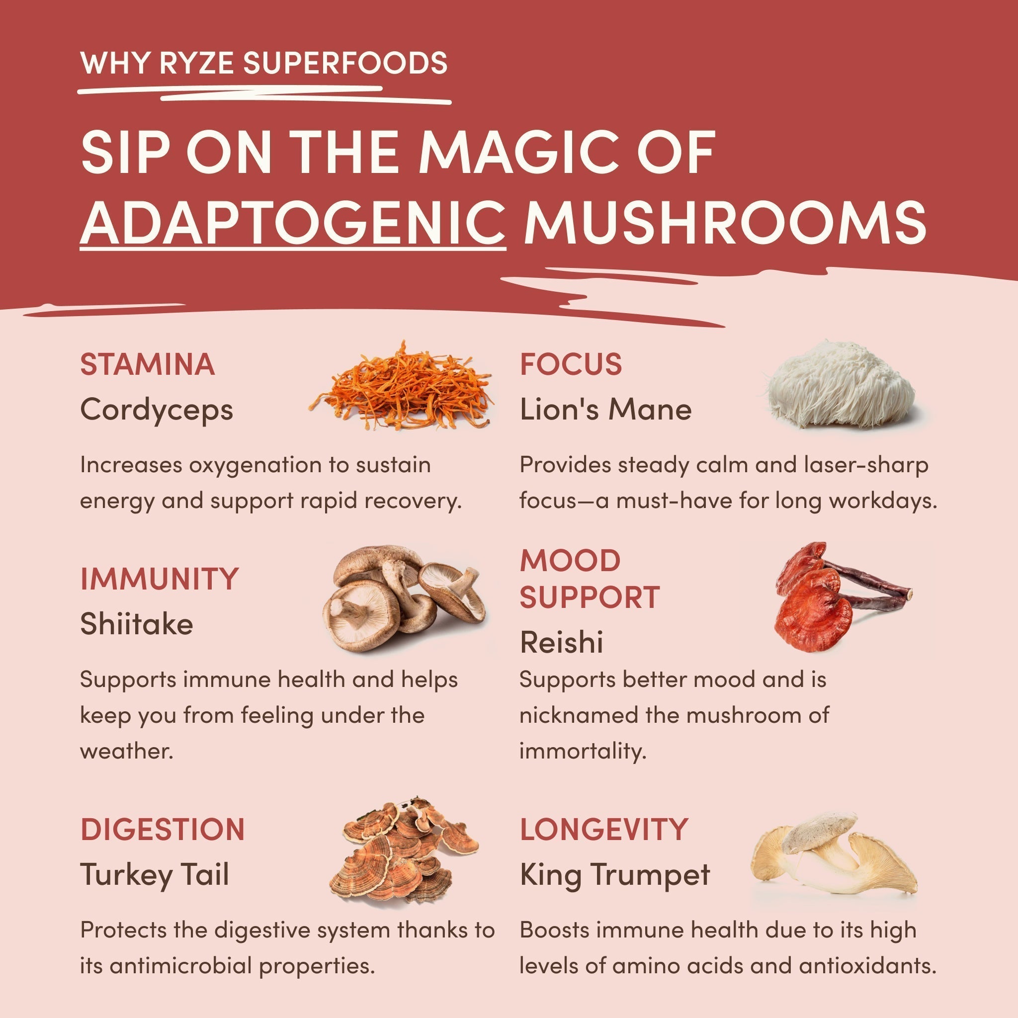 Mushroom Chai (20 Servings) - Daily Coffee Done Right